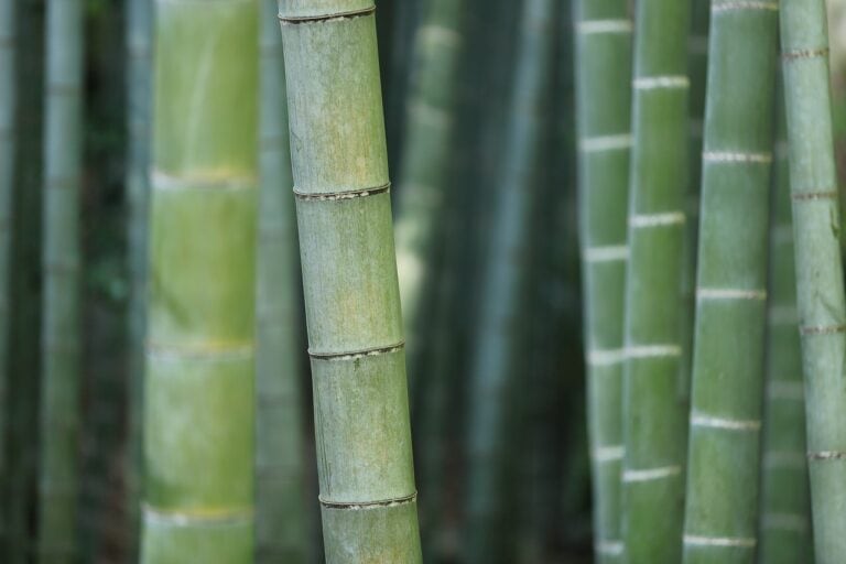 Bambustøj